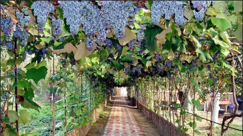 What are the sheds for grapes and how to make them yourself