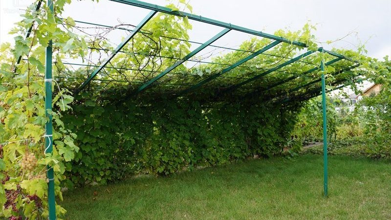 What are the sheds for grapes and how to make them yourself