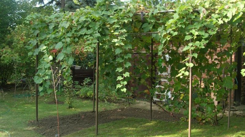 What are the sheds for grapes and how to make them yourself