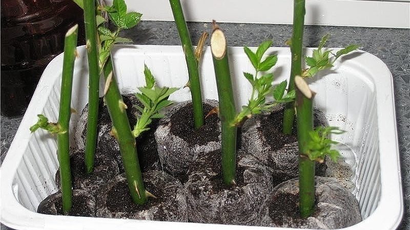 Simple ways to save rose cuttings until spring and plant them correctly