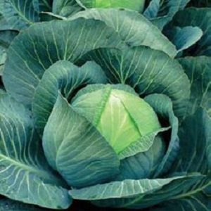 Menza f1 high-yielding mid-late cabbage hybrid