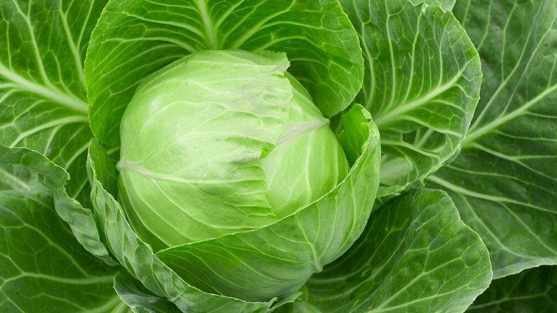 Menza f1 high-yielding mid-late cabbage hybrid