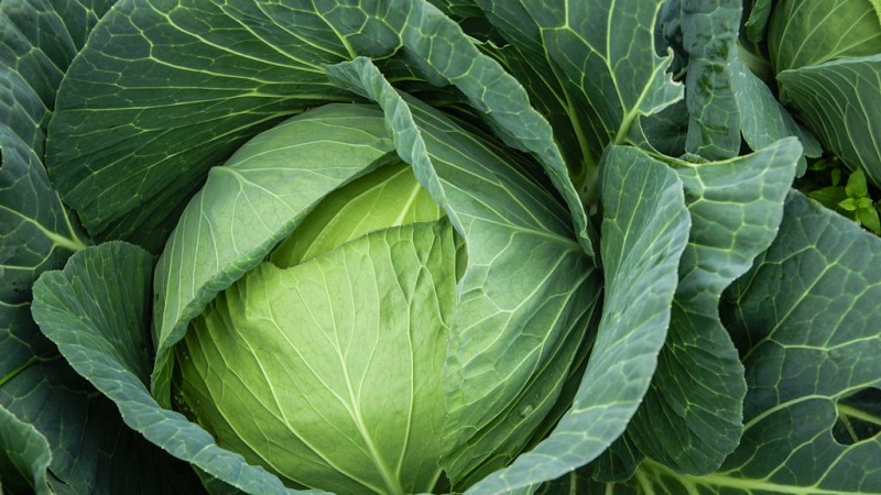 Menza f1 high-yielding mid-late cabbage hybrid