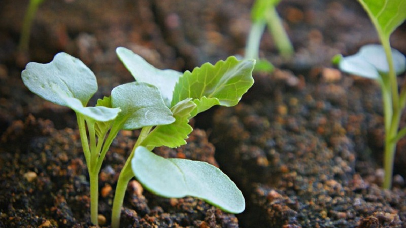 Menza f1 high-yielding mid-late cabbage hybrid