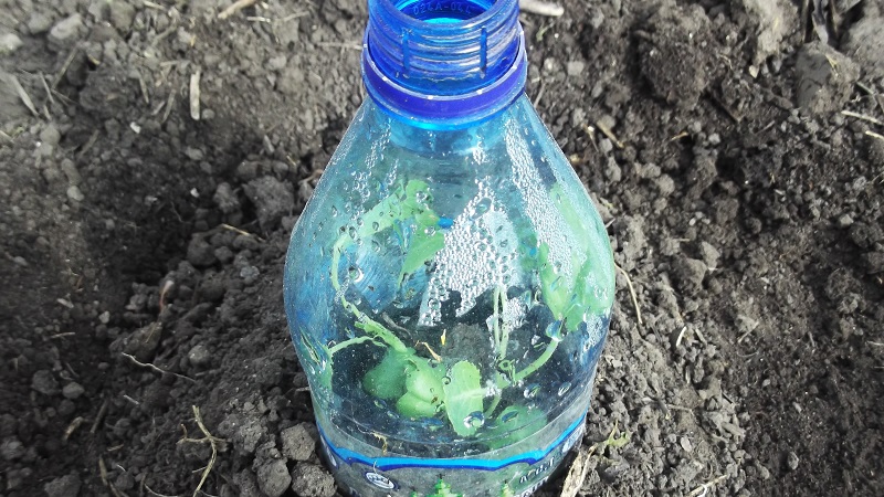 Menza f1 high-yielding mid-late cabbage hybrid