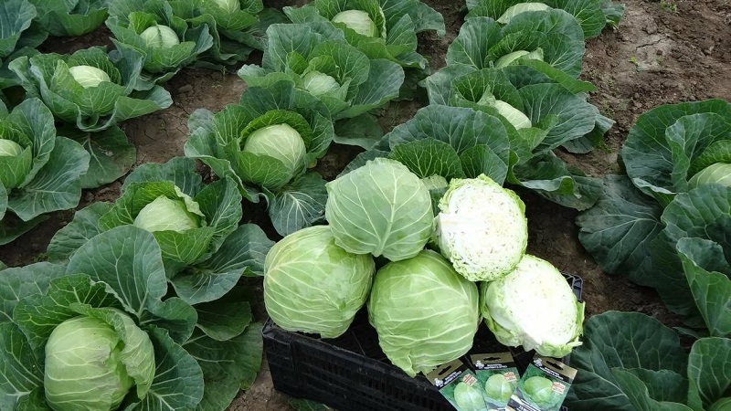 Menza f1 high-yielding mid-late cabbage hybrid