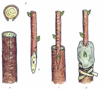 A beginner gardener's guide step by step: how to plant an apple tree in spring