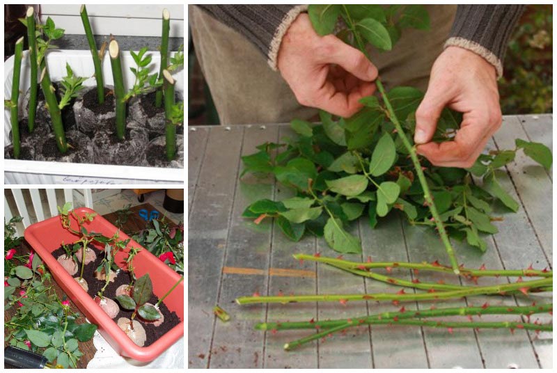 Simple ways to save rose cuttings until spring and plant them correctly