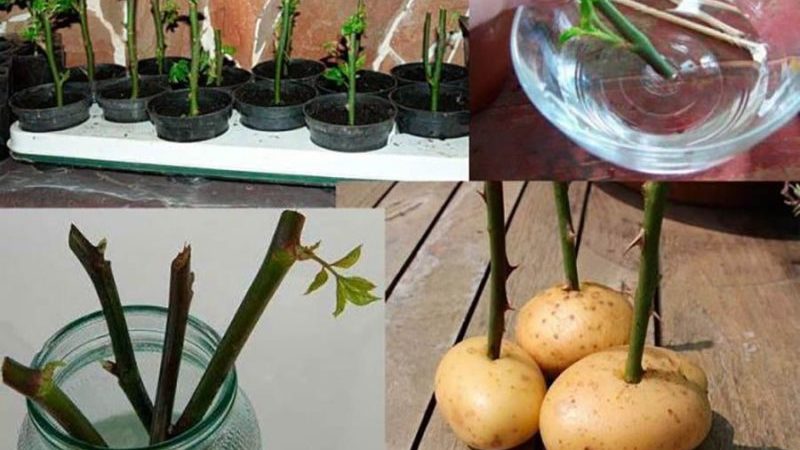 Simple ways to save rose cuttings until spring and plant them correctly