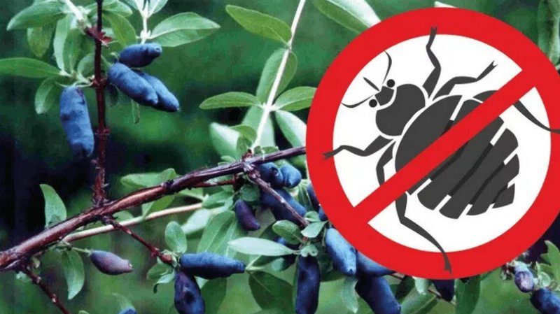 Why honeysuckle does not bear fruit well