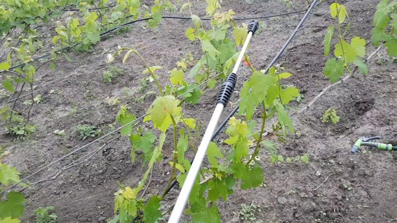 How and how to treat grapes from diseases and pests in the spring after opening