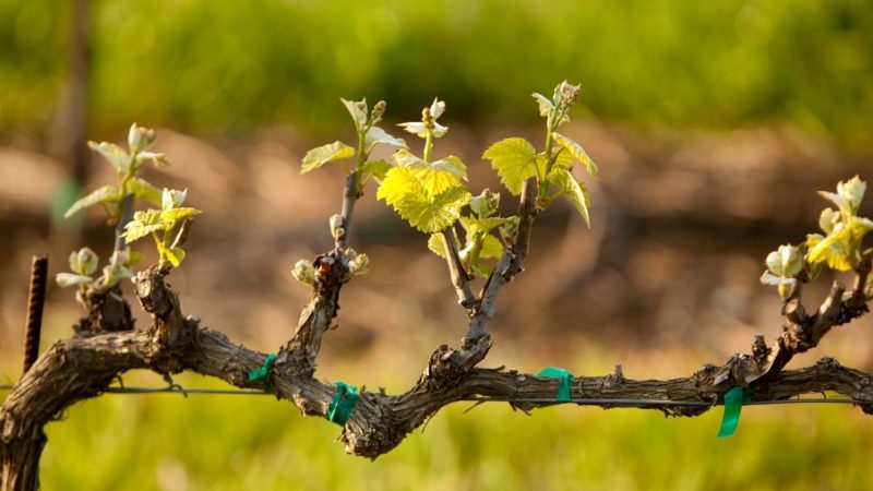 Summer grape care: essential vineyard work and advice from experienced winegrowers