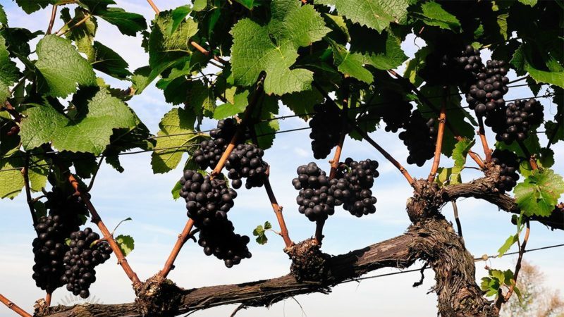 How and how to treat grapes from diseases and pests in the spring after opening