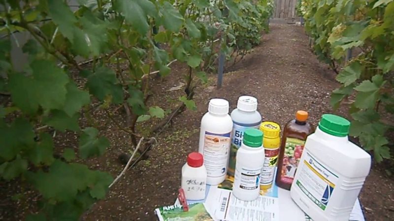 How and how to treat grapes from diseases and pests in the spring after opening