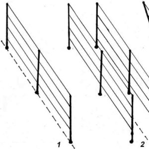 Varieties and independent production of grape trellis
