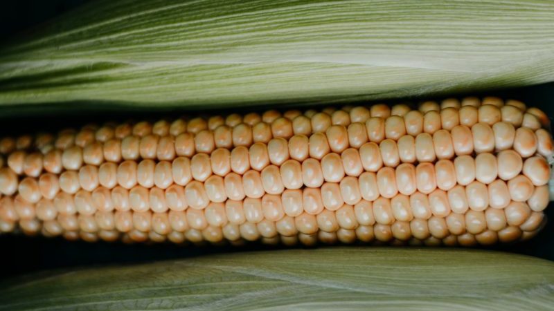 How to distinguish feed corn from food corn and the uses of both types