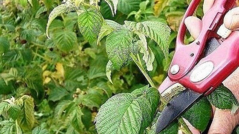 Summer raspberry care instructions for beginners and advice from experienced gardeners