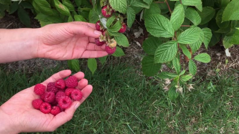 Summer raspberry care instructions for beginners and advice from experienced gardeners