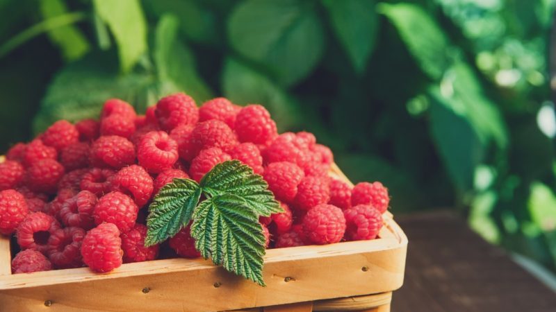 Summer raspberry care instructions for beginners and advice from experienced gardeners