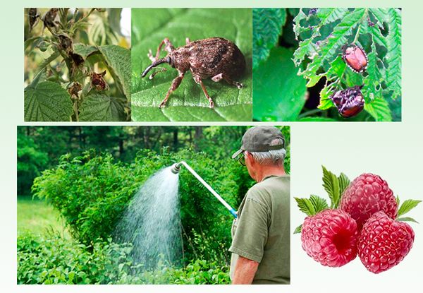 Instructions for processing raspberries in the summer from diseases and pests