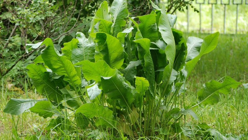 The most effective ways to get rid of horseradish in the garden quickly and forever