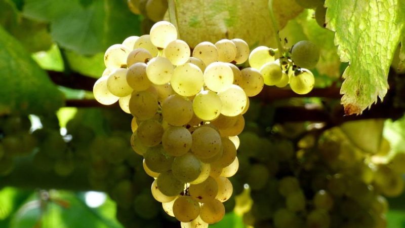 What are autochthonous grape varieties and which are the most popular