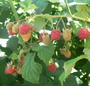 Characteristics and description of the best varieties of raspberries