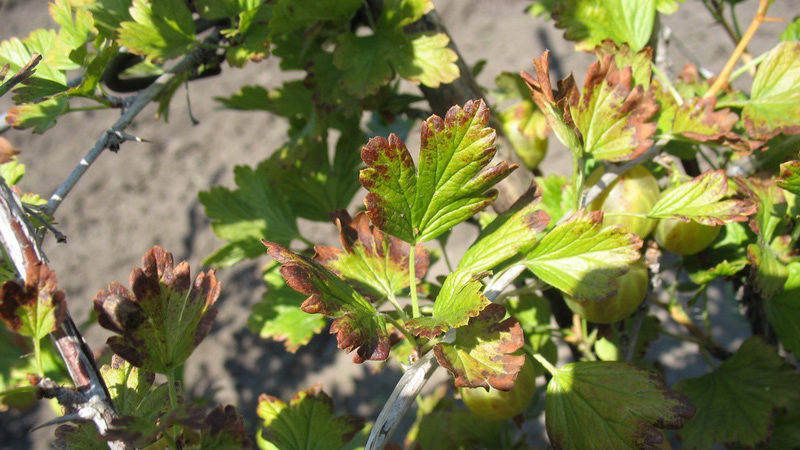 Why do red spots appear on gooseberry leaves and how to deal with it