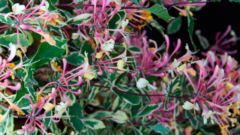 Types and varieties of decorative curly honeysuckle