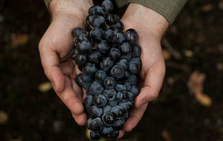 Summer grape care: essential vineyard work and advice from experienced winegrowers