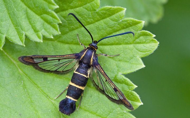 How, when and how to process gooseberries from caterpillars, if there are already berries