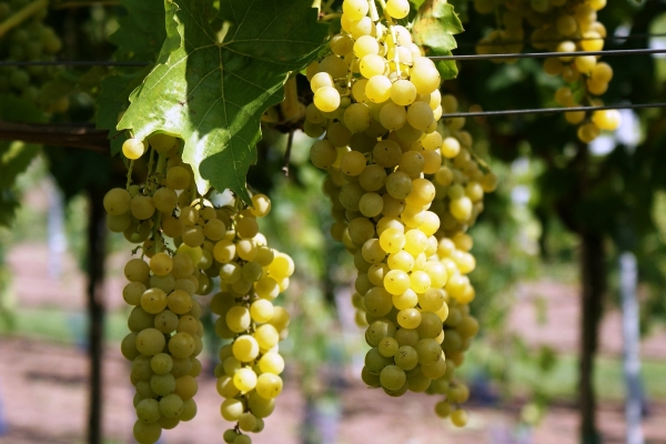 Top best grape varieties for central Russia