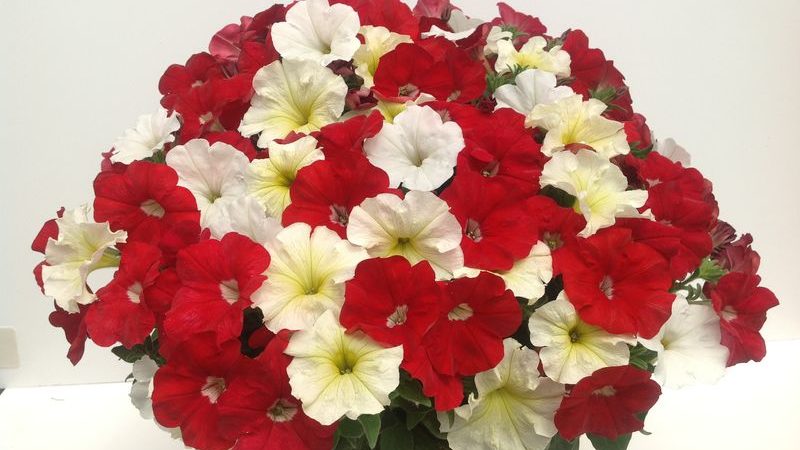 Description, varieties, cultivation of Gioconda petunia