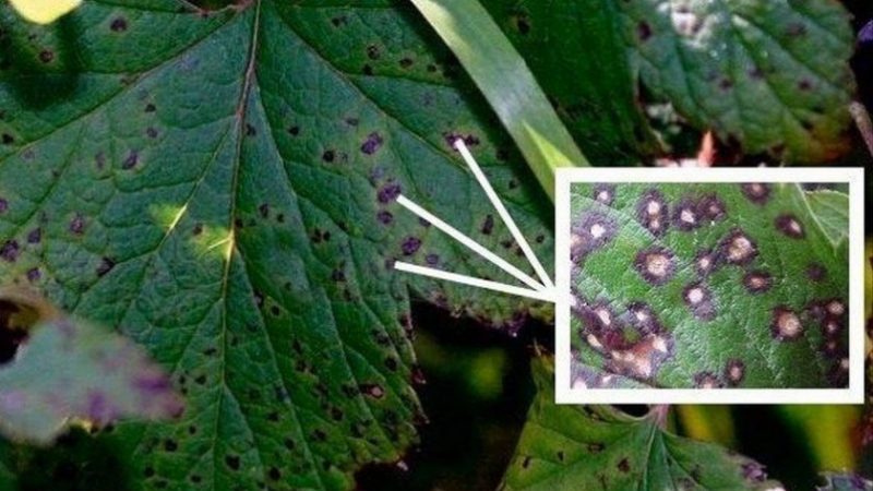 Why currants have pale leaves, what to do and how to fix it