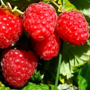 Characteristics and description of the best varieties of raspberries