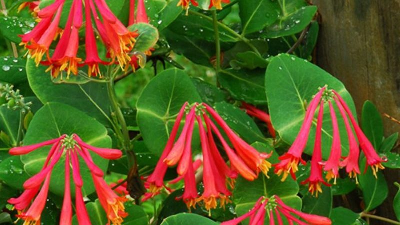 Types and varieties of decorative curly honeysuckle