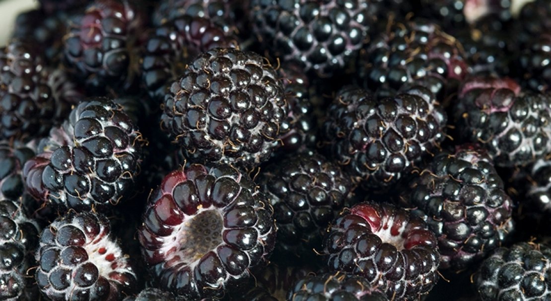 Characteristics and description of the best varieties of raspberries