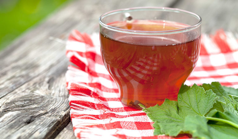 How to make tea from currant leaves and how it is useful for the body