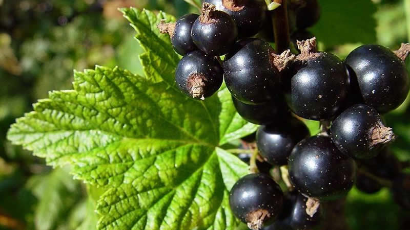 How and how to feed currants after harvest in July