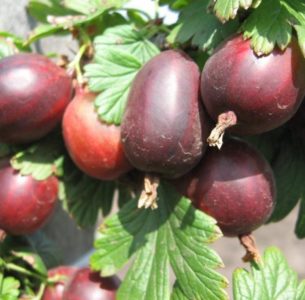 Tireless gooseberry variety Prunes from Russian breeders