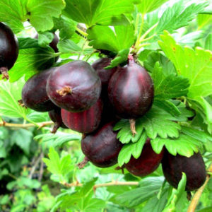 Tireless gooseberry variety Prunes from Russian breeders