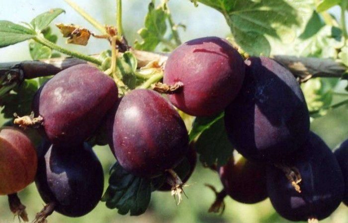 Tireless gooseberry variety Prunes from Russian breeders