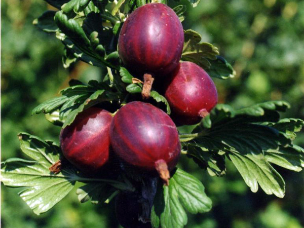 Tireless gooseberry variety Prunes from Russian breeders