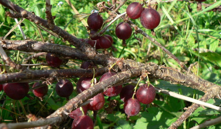 Tireless gooseberry variety Prunes from Russian breeders