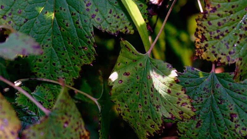 Why do spots appear on gooseberry leaves