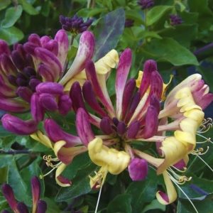 Types and varieties of decorative curly honeysuckle