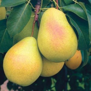 Which sort of pear is better: Lada or Chizhovskaya