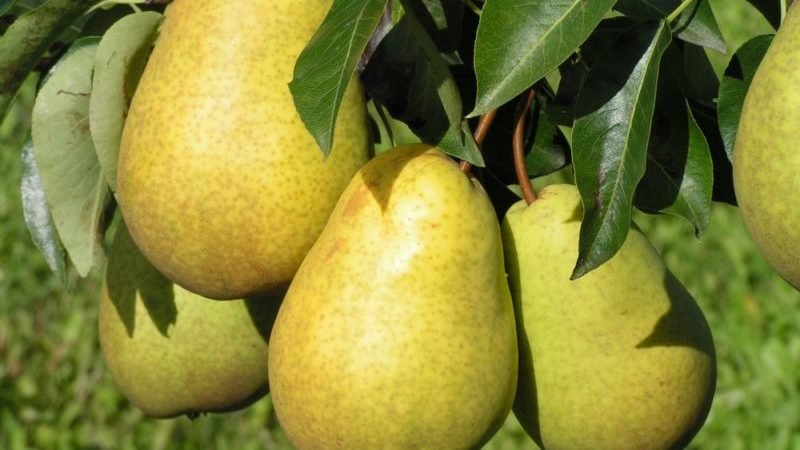 Which sort of pear is better: Lada or Chizhovskaya
