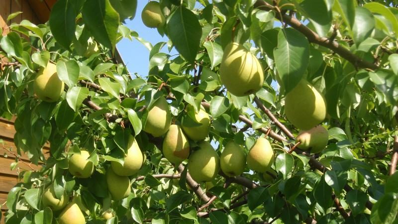 Which sort of pear is better: Lada or Chizhovskaya
