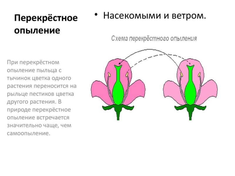 Honeysuckle pollinator table - types and methods of pollination